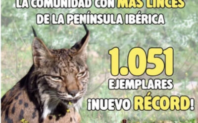 El récord del lince vuelve a demostrar quién cuida realmente el campo